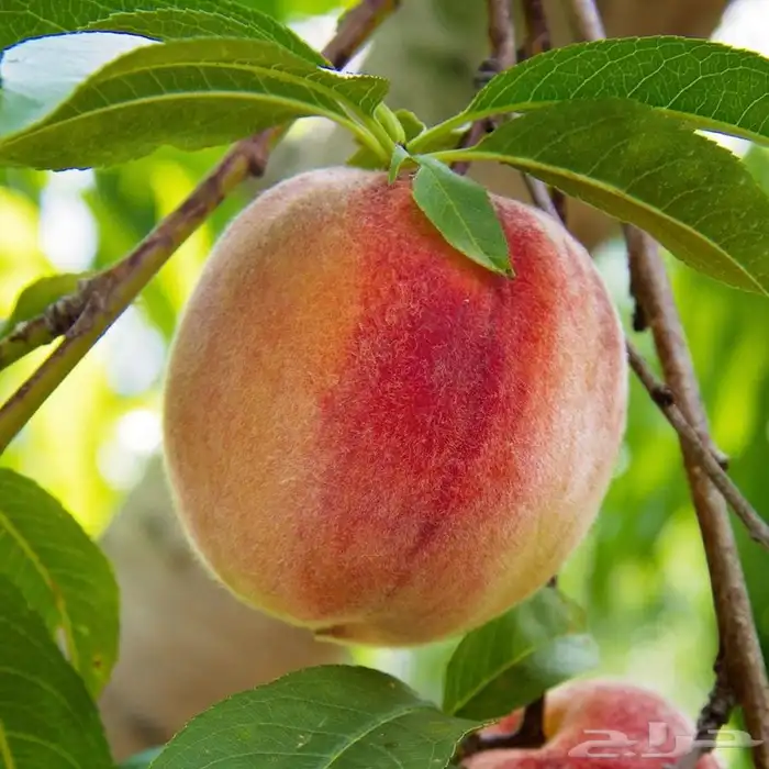 اشجار خوخ تين عنب رمان فركس 0