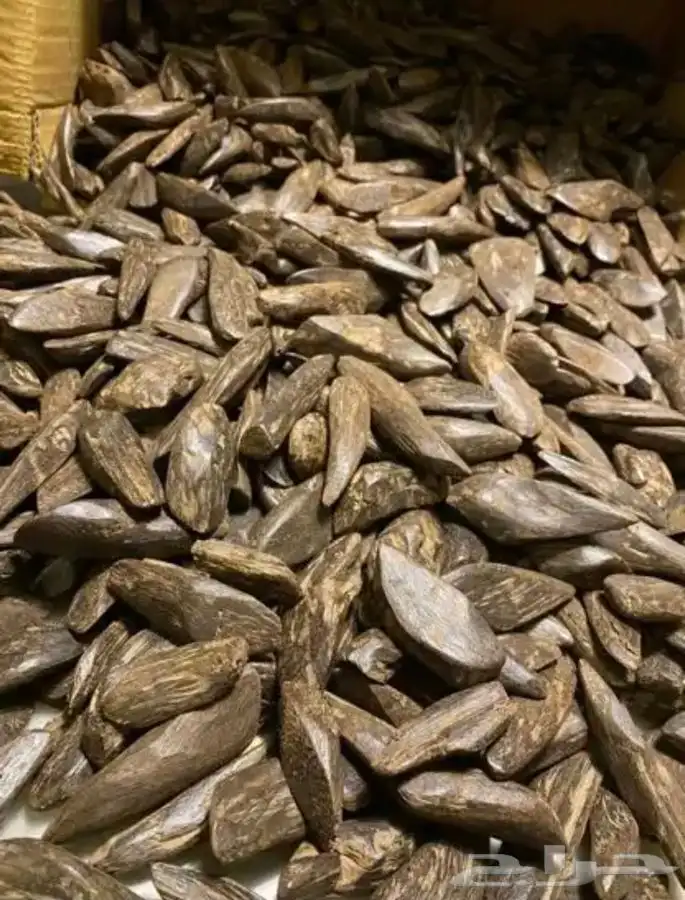 عود - عرض خاااااااص حتى 1