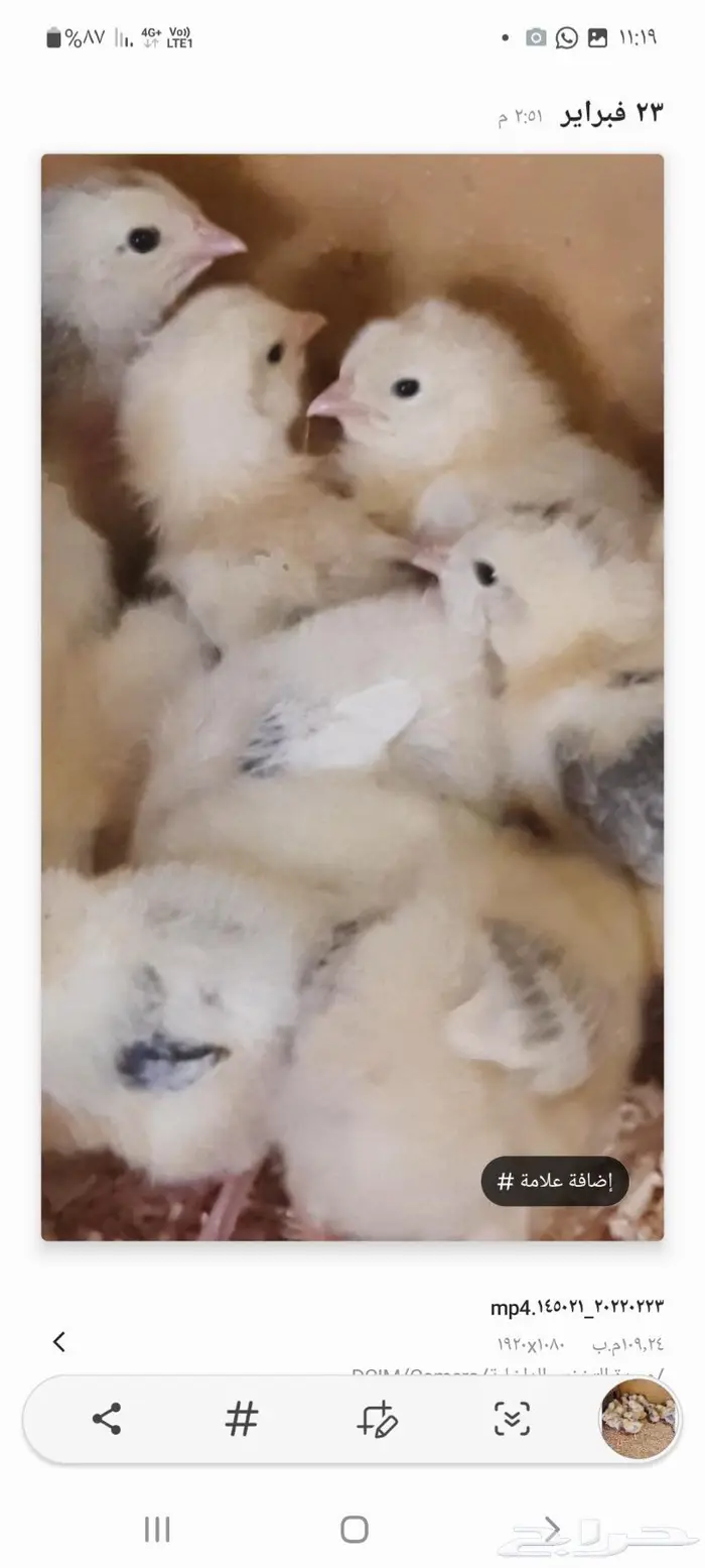 صوص سوساكس الانجليزي ذهبان جده 2