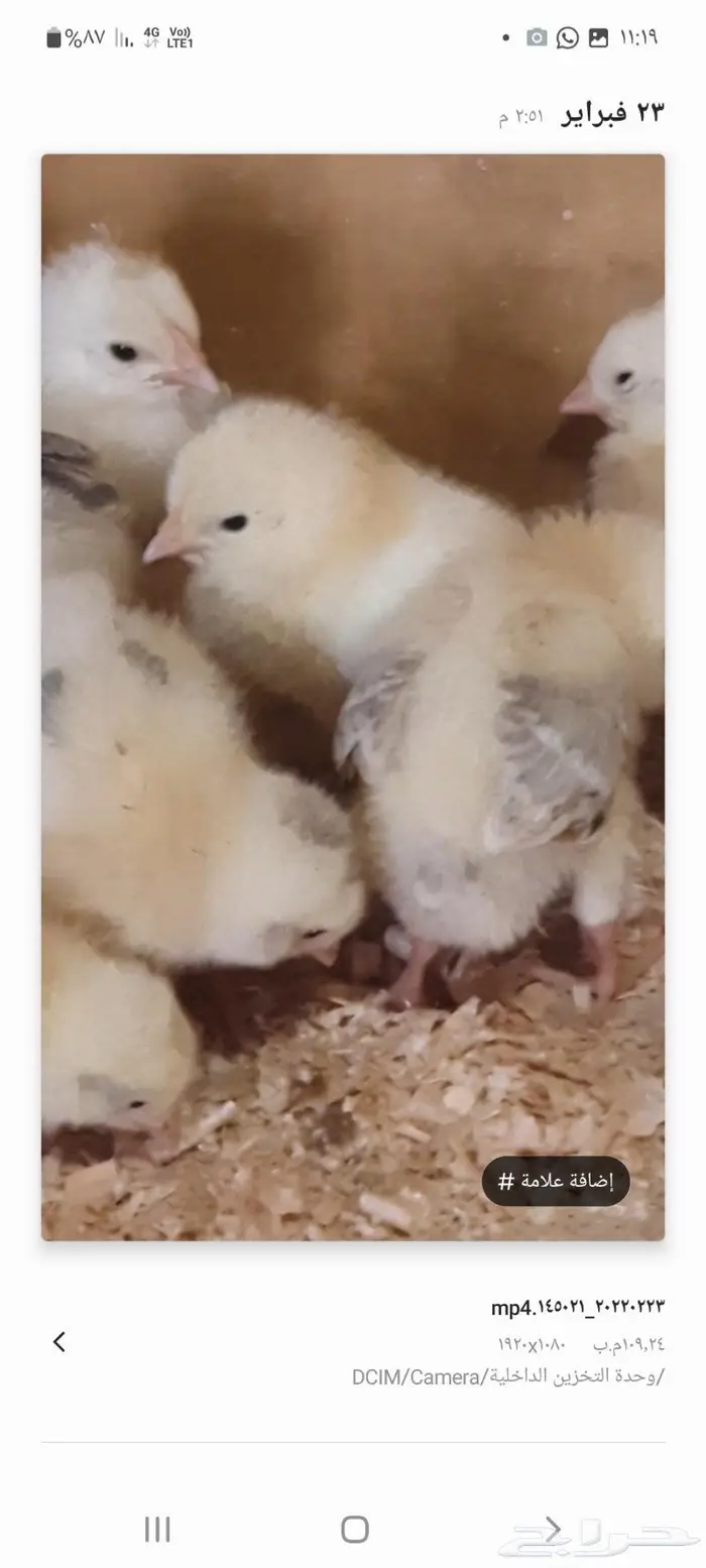 صوص سوساكس الانجليزي ذهبان جده 3