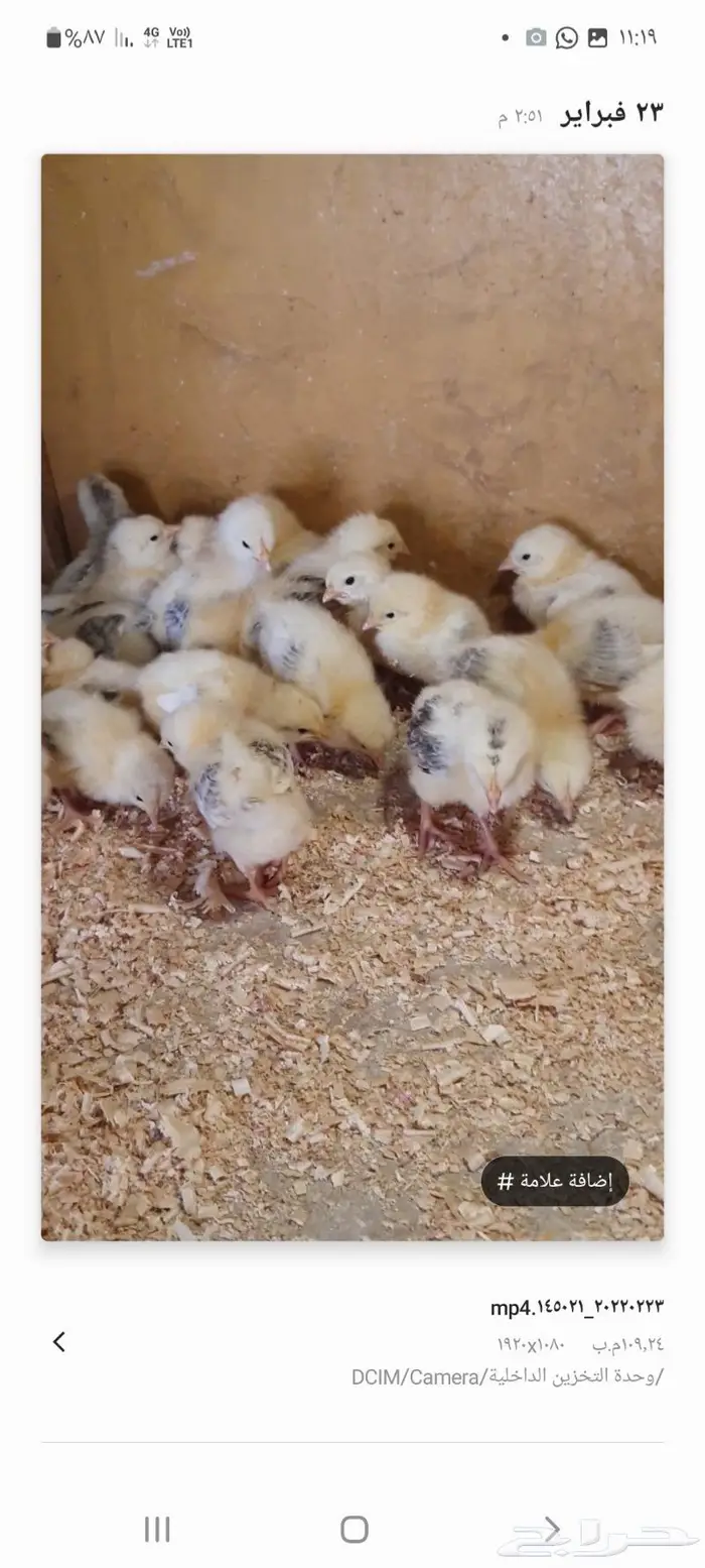 صوص سوساكس الانجليزي ذهبان جده 4