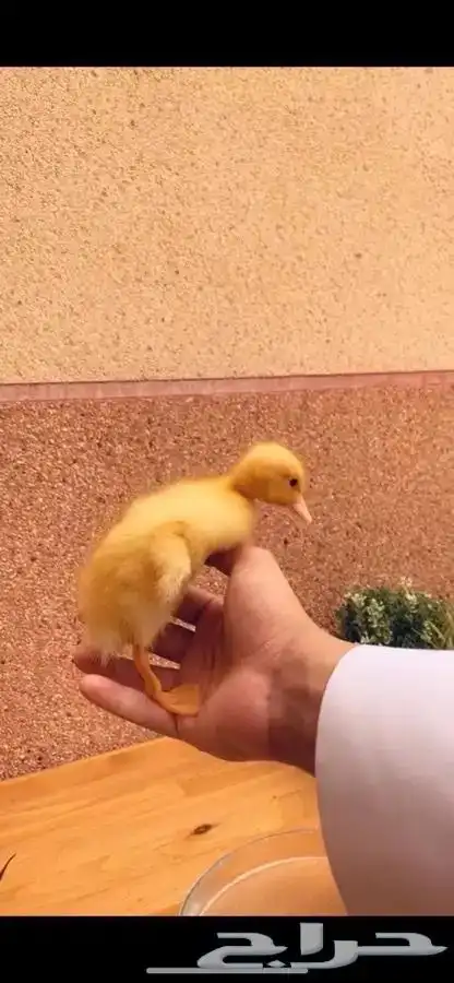 صغير البط متوفر تمارا 5
