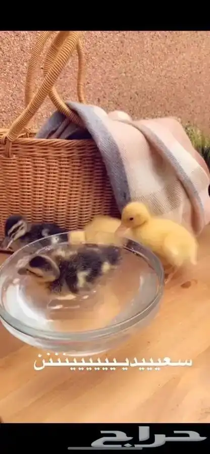 صغير البط متوفر تمارا 2