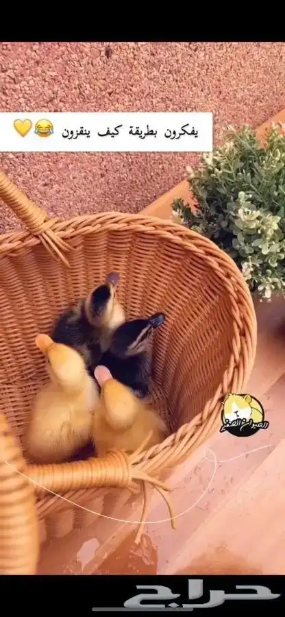 صغير البط متوفر تمارا 1