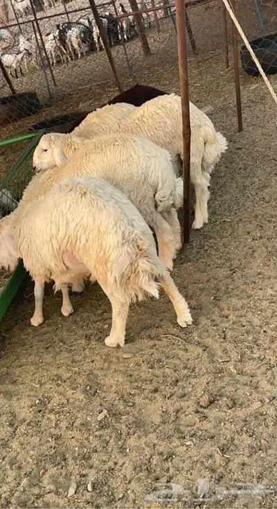 طليان جبره ونظيفه درجه اولى 1