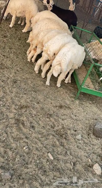 طليان جبره ونظيفه درجه اولى 2
