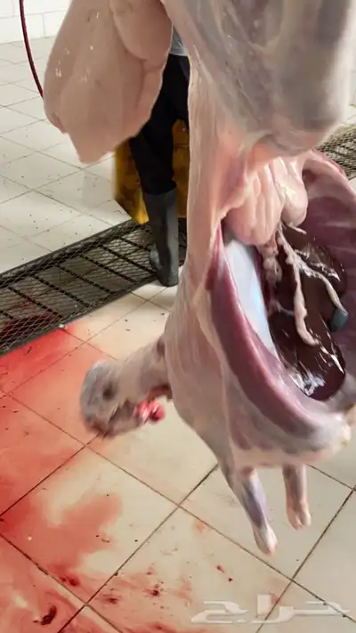 طليان جبره ونظيفه درجه اولى 4
