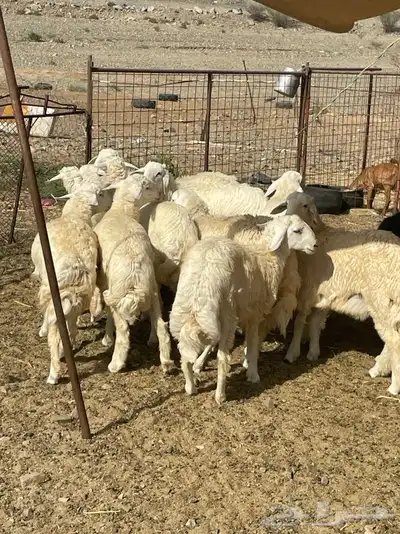 طليان جبره ونظيفه درجه اولى 3