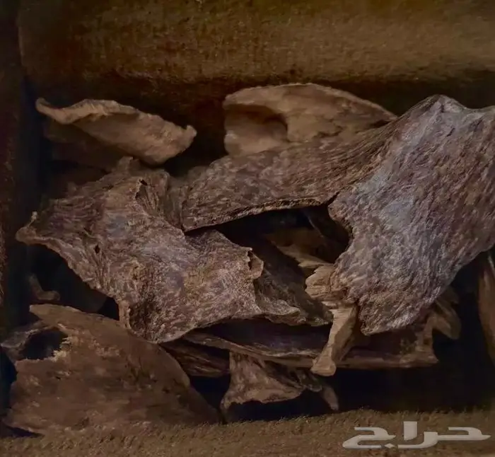 عود سيلاني غابات دبل سوبر فخم ونادر 7