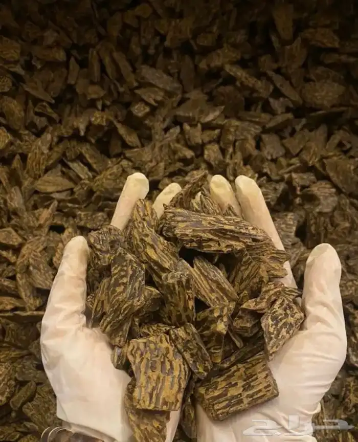 عود تايجر 1