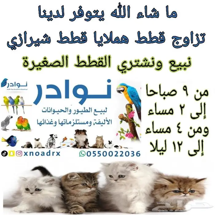 رمل وطعام قطط وجميع مستلزماتها نوادر 34