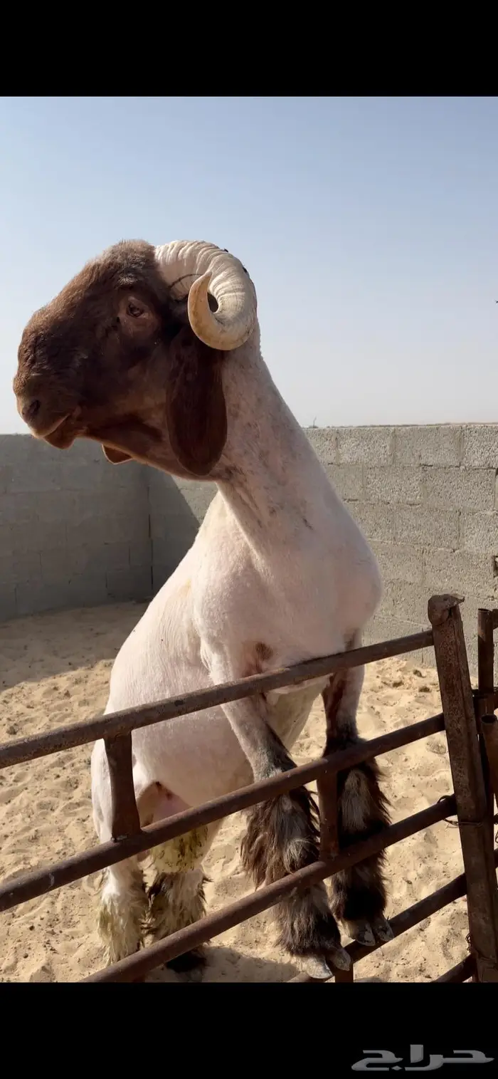 فحل جذع صنف نعيمي رس وزين 0