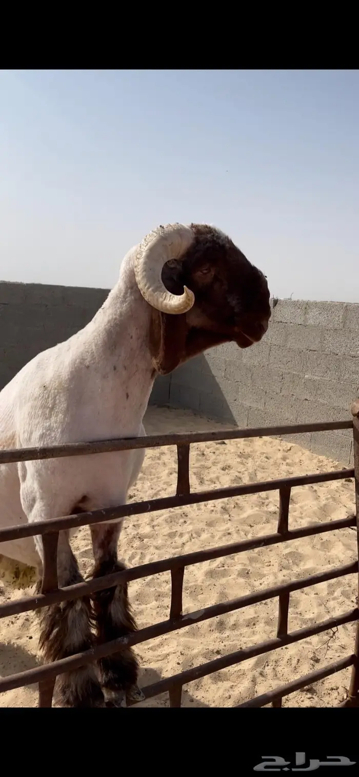 فحل جذع صنف نعيمي رس وزين 1