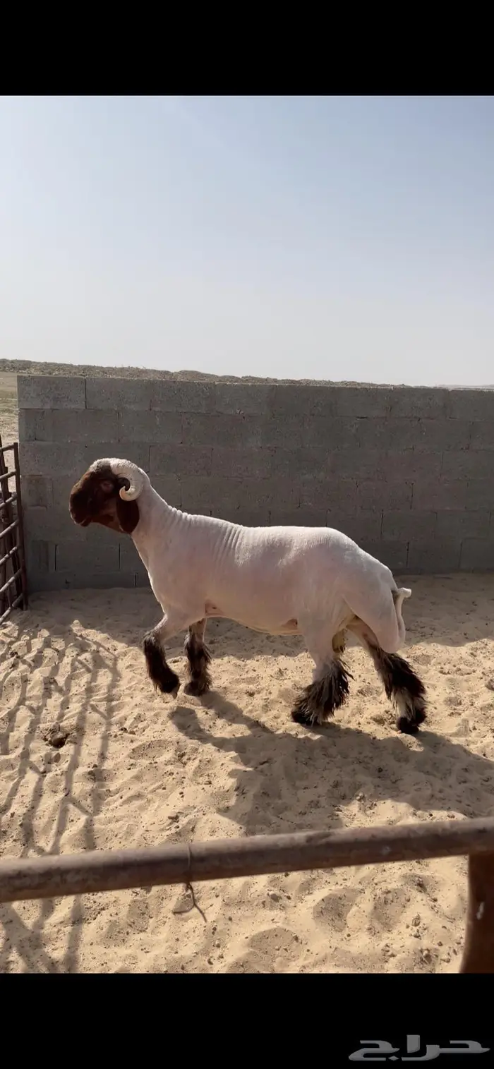 فحل جذع صنف نعيمي رس وزين 3