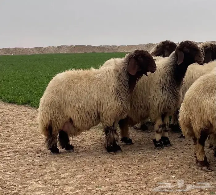 فحل جذع صنف نعيمي رس وزين 4