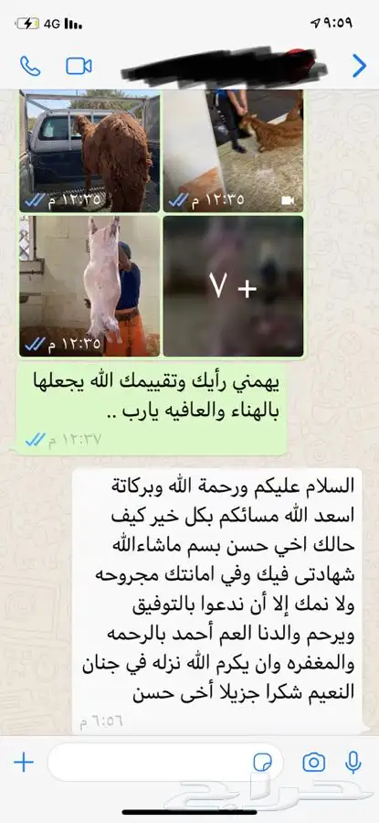 طليان وتيوس ذبايح مع إمكانية الذبح والتوصيل والتغليف والطبخ 17