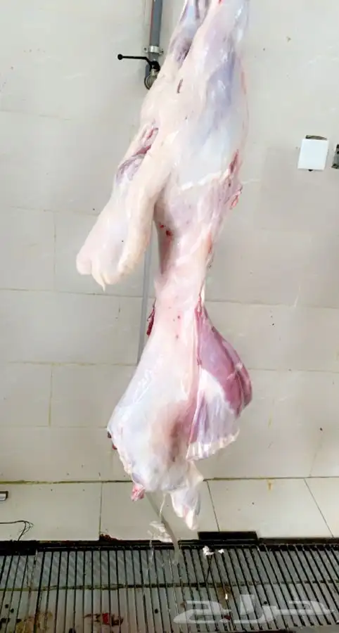 ذبائح حريه للمناسبات والثلاجة بريه شرط 3