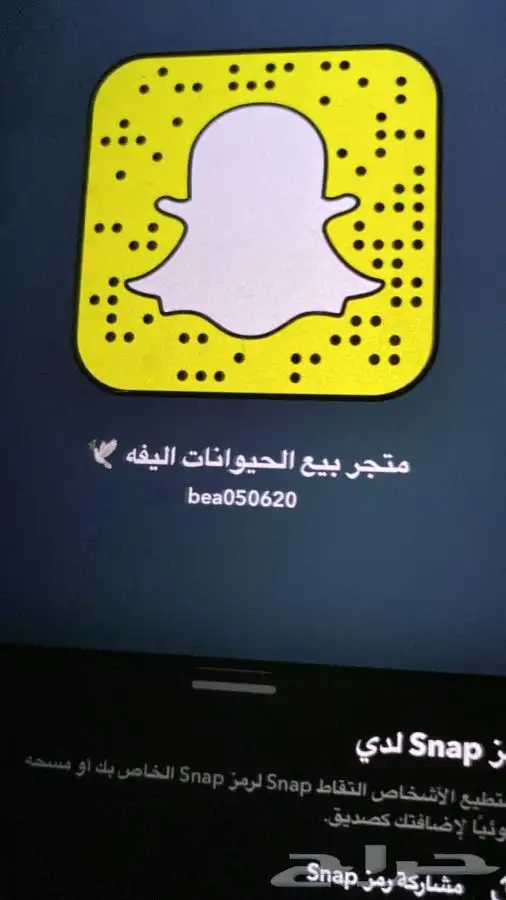قطط - متجر 2