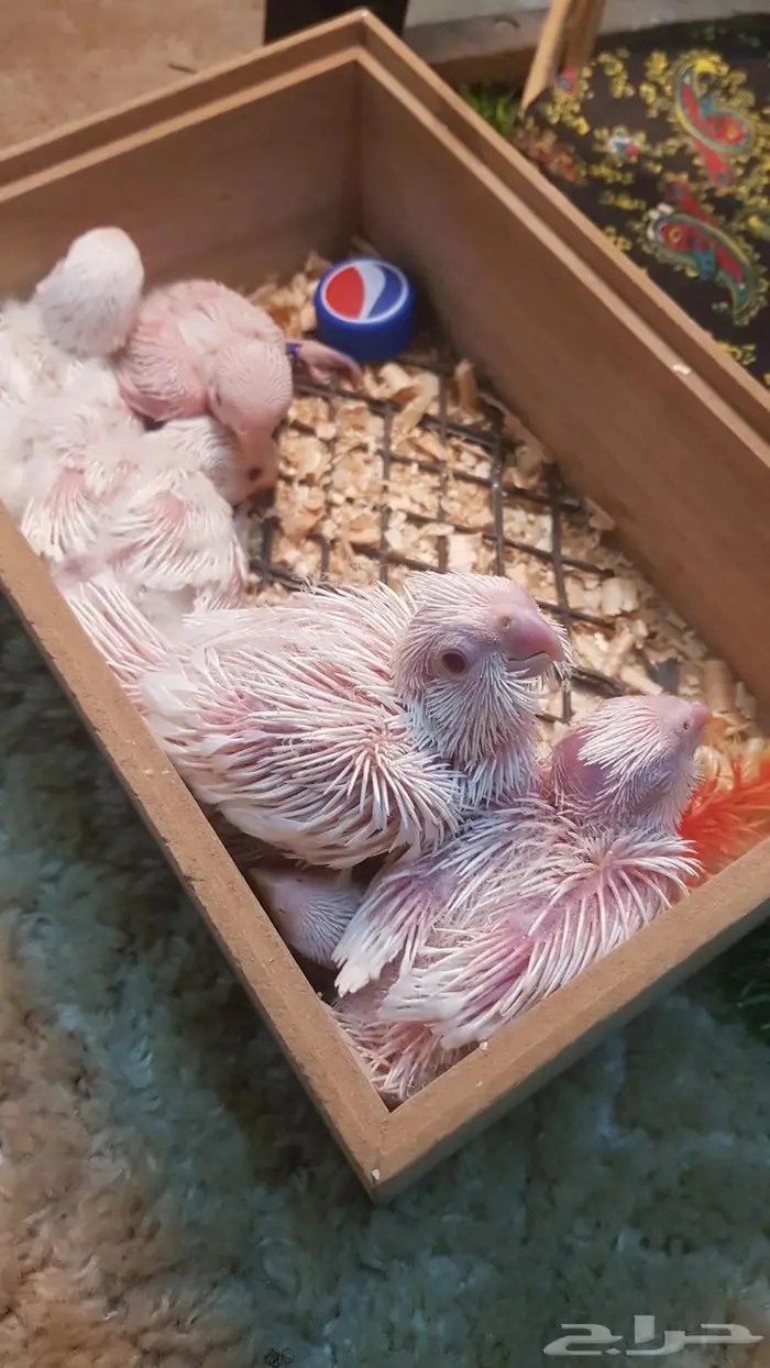 فروخ روز و كروان بينو 1