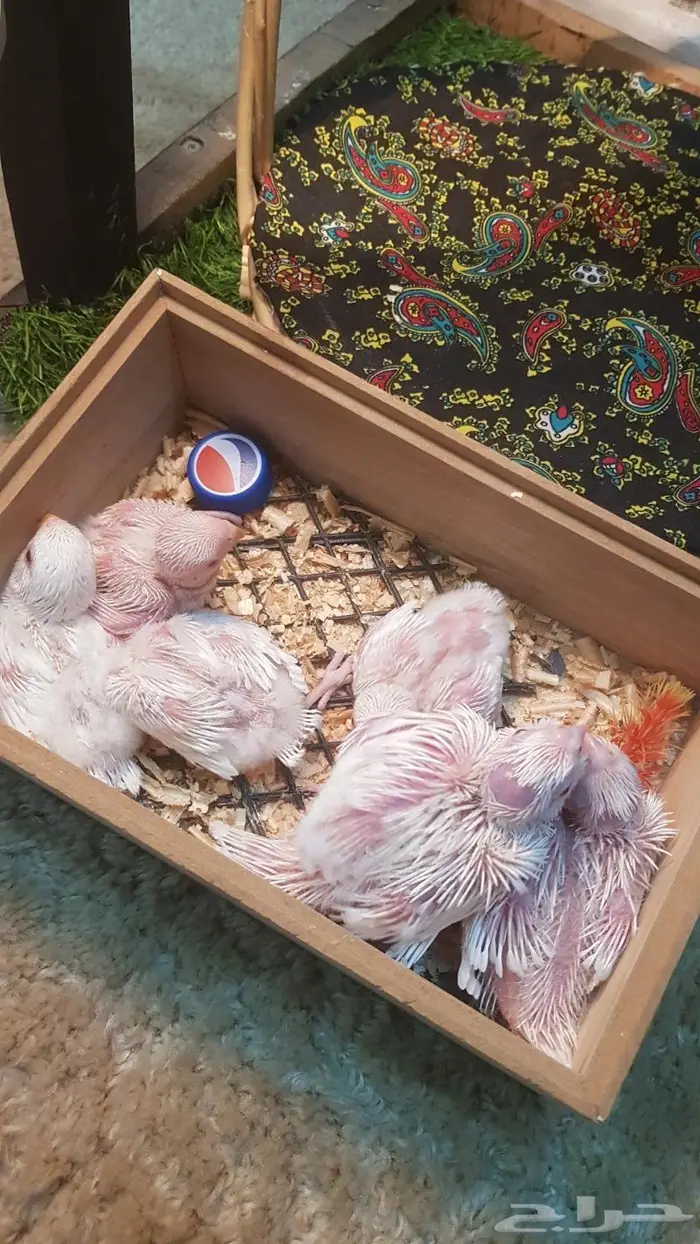 فروخ روز و كروان بينو 2