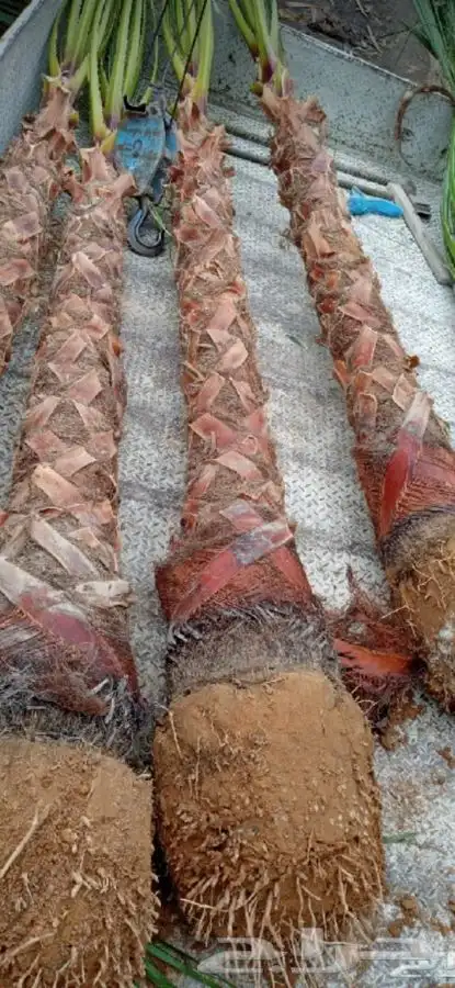 ثيل cl2000 الخرج نخل وشنطونيه 25
