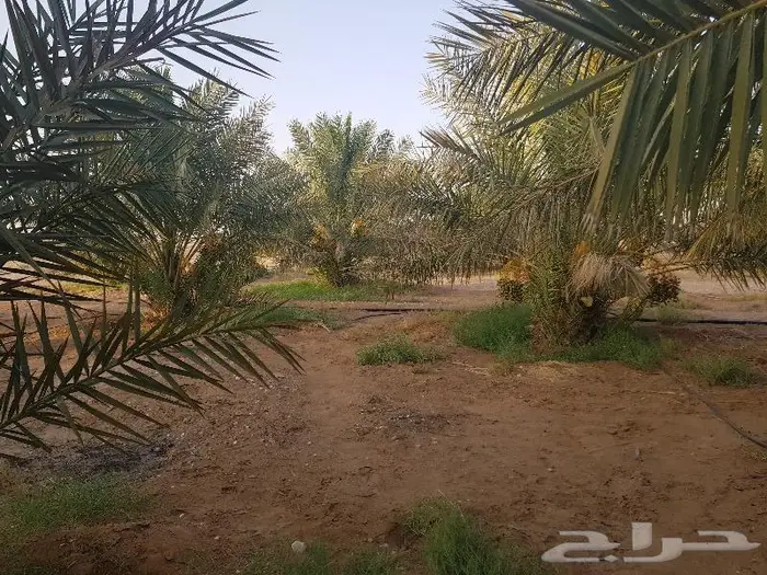 فروخ وجثايث نخل للبيع 0