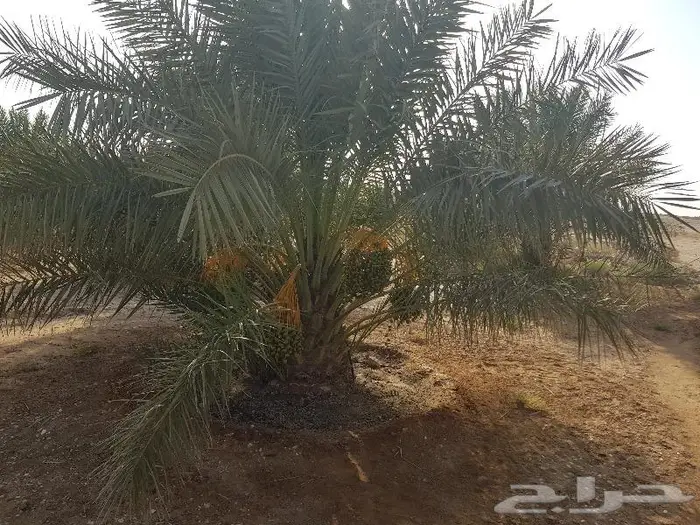 فروخ وجثايث نخل للبيع 1