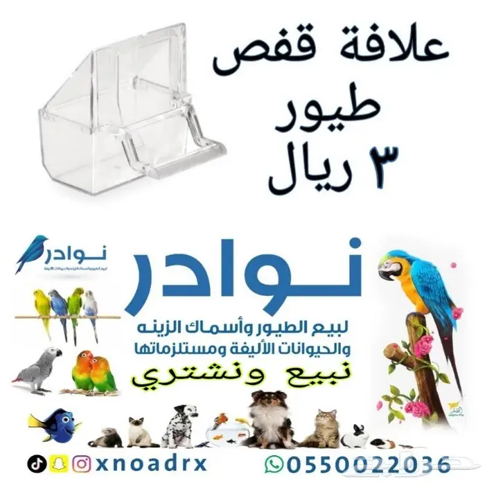 طيور زينة وجميع مستلزماتها نوادر خميس مشيط 35