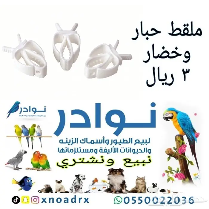 طيور زينة ومستلزماتها محل نوادر خميس مشيط 35