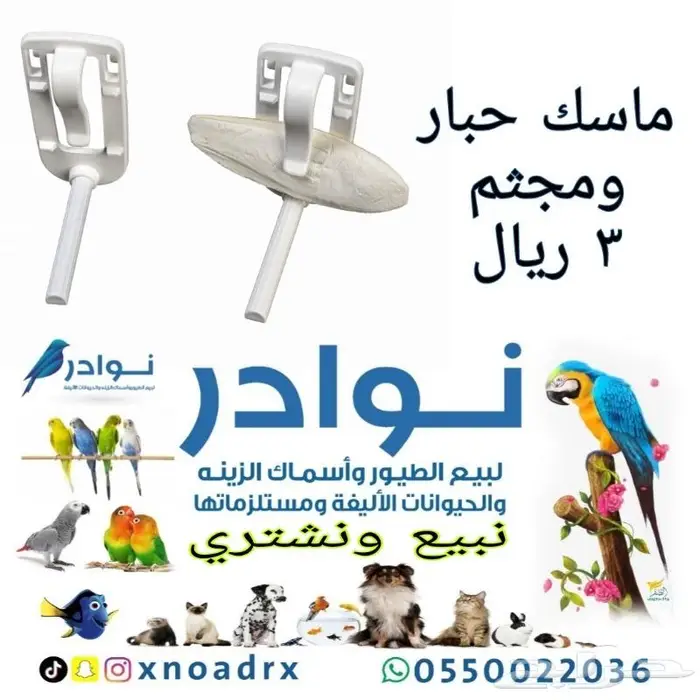 طيور زينة ومستلزماتها محل نوادر خميس مشيط 36