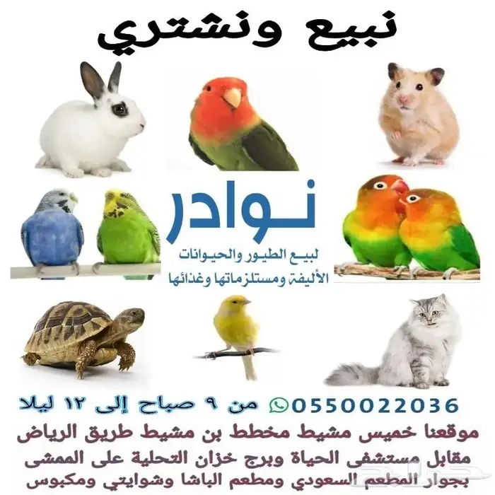 طيور زينة ومستلزماتها محل نوادر خميس مشيط 38