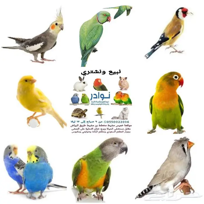 طيور زينة ومستلزماتها محل نوادر خميس مشيط 40