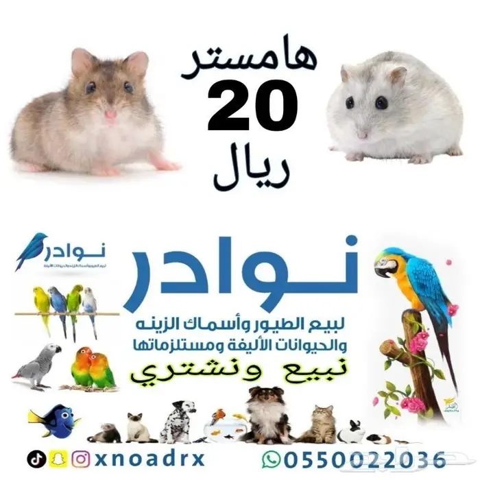 طيور زينة ومستلزماتها محل نوادر خميس مشيط 26
