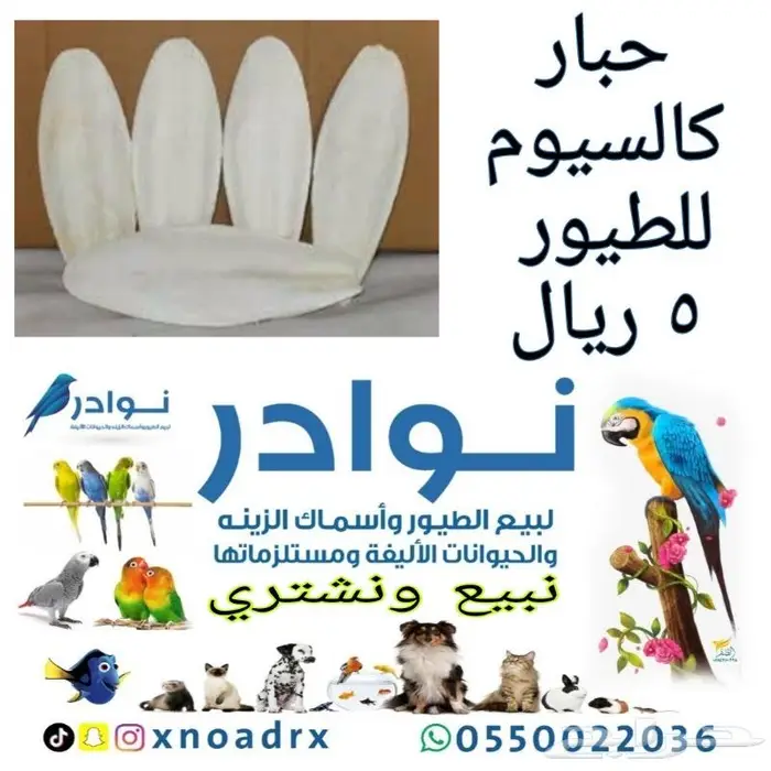 طيور زينة ومستلزماتها محل نوادر خميس مشيط 28