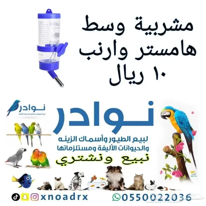 طيور زينة ومستلزماتها محل نوادر خميس مشيط 29