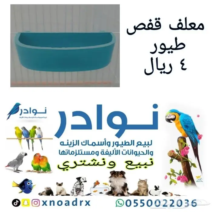 طيور زينة ومستلزماتها محل نوادر خميس مشيط 30