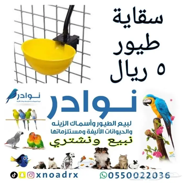 طيور زينة ومستلزماتها محل نوادر خميس مشيط 31