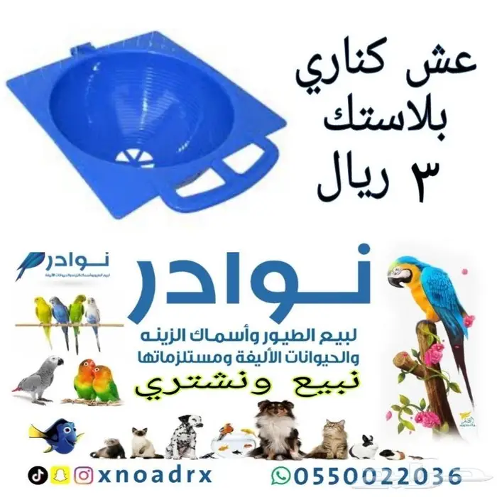 طيور زينة ومستلزماتها محل نوادر خميس مشيط 32