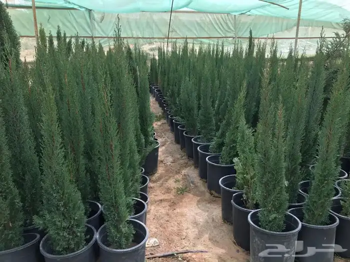 ثيل cl2000 الخرج نخل وشنطونيه 30