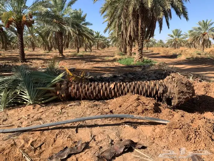 ثيل cl2000 الخرج نخل وشنطونيه 17