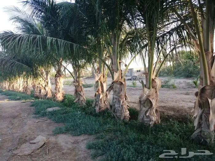 ثيل cl2000 الخرج نخل وشنطونيه 22