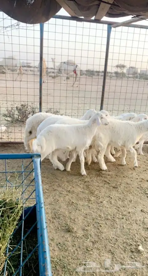 ذبايح حرية نظيفة برية طليان   رخال تغليف   توصيل 4
