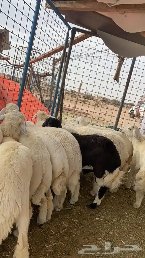 ذبايح حرية نظيفة برية طليان   رخال تغليف   توصيل 3