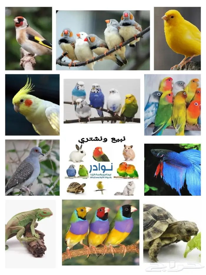 طيور دره كرواون بادجي روز زيبرا محل نوادر لبيع الطيور 71