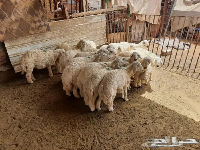 ذبايح حري مع الذبح والتوصيل للبيت 1
