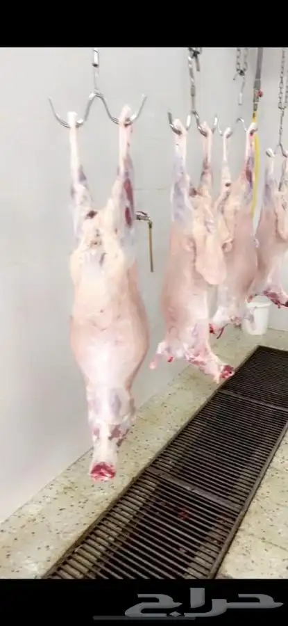 اضحية الى باب البيت طليان رخال ذبايح خرفان للبيع ضحية ضحايا 6