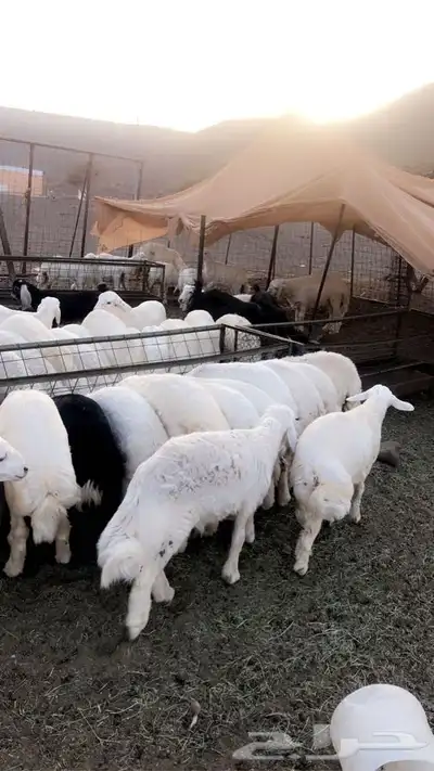ذبايح طليان حريه من البر مع الذبح والتوصيل لبيتك 39