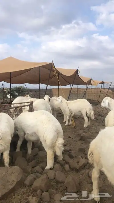 ذبايح طليان حريه من البر مع الذبح والتوصيل لبيتك 33