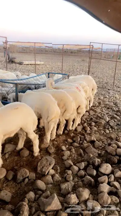 ذبايح طليان حريه من البر مع الذبح والتوصيل لبيتك 41