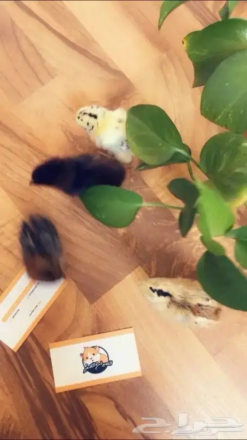 صغير الدجاج متوفر تمارا 0